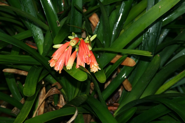 http://i12.servimg.com/u/f12/09/02/38/94/clivia12.jpg