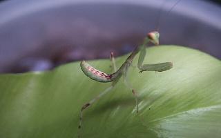 Mantes Exotiques