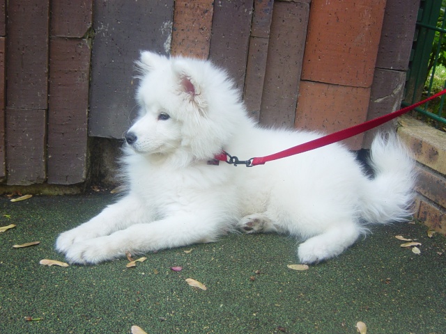 rencontre samoyede