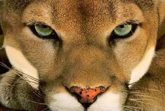 un cougar