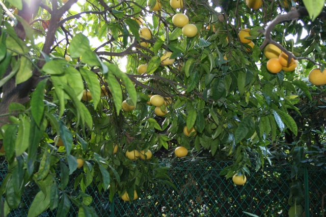 citrus21.jpg