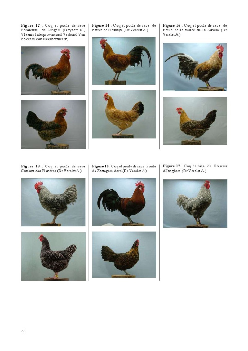 poules34.jpg