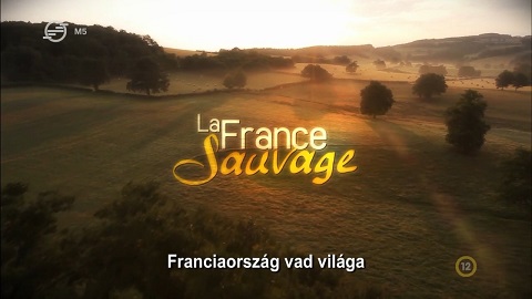 franci10.jpg