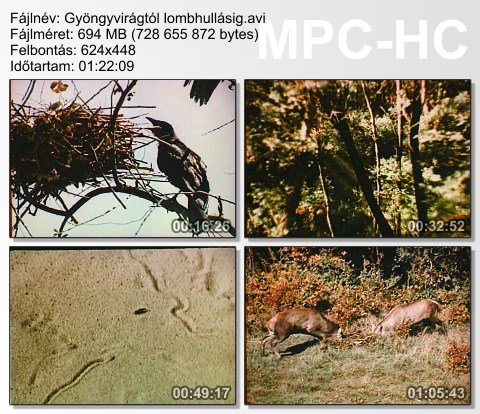 gyzngy11.jpg