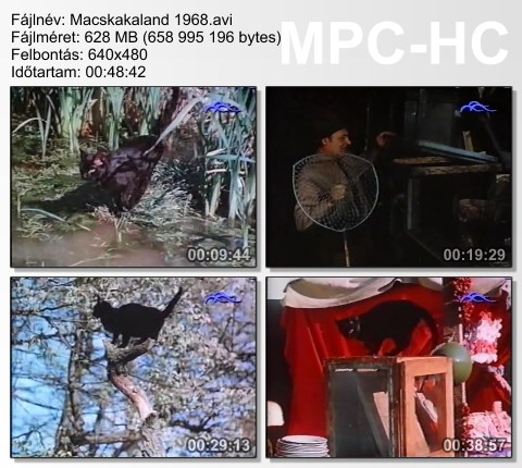 macska11.jpg